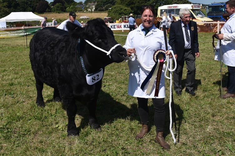 Just one of the many competitors in the cattle section at the 2025 Liskeard Show. (Picture: Jon Harris Photography)