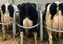 Holsworthy Livestock Market Report: Wednesday, July 16