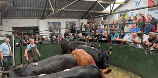 Hallworthy Livestock Market Report: Thursday, July 17