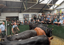 Hallworthy Livestock Market Report: Thursday, July 17