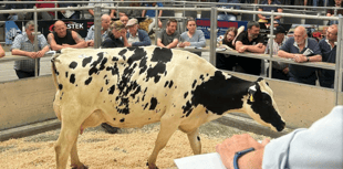Holsworthy Livestock Market Report: Wednesday, July 30