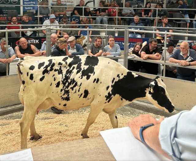 Holsworthy Livestock Market Report: Wednesday, July 30