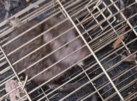 Surge in social media animal cruelty reports