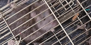 Surge in social media animal cruelty reports