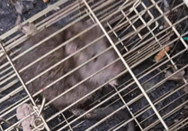 Surge in social media animal cruelty reports