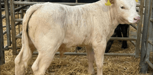 Holsworthy Livestock Market Report: Wednesday, August 6