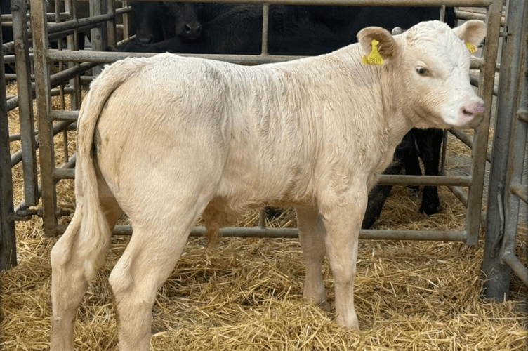 Flying Dairy Trade at £4000 & Flying Calf Trade at £820.