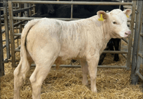 Holsworthy Livestock Market Report: Wednesday, August 6