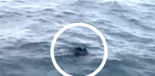 Footage of injured dolphins leads to call for water users to take care