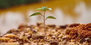 Cornwall boosts biodiversity with Nature Pledge