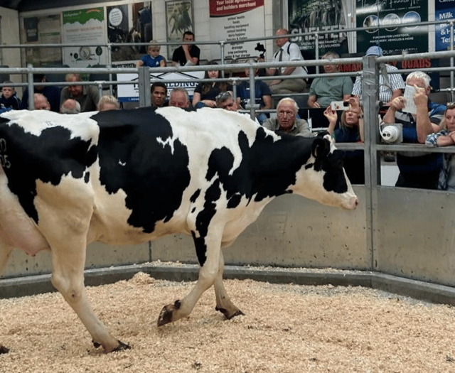 Holsworthy Livestock Market Report: Wednesday, August 13