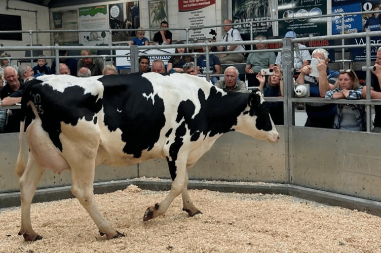 Another fantastic dairy trade saw freshly calved cows at £4000.