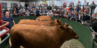 Hallworthy Livestock Market Report: Thursday, August 14
