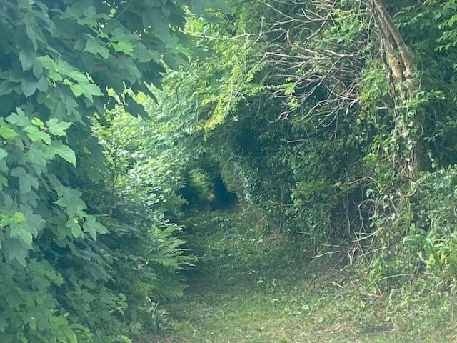 The unadopted lane which includes the hedgerow at Harrowbarrow, Callington. (Picture: Cornwall Council)