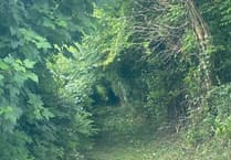 Planning: Council refuse 'non beneficial' removal of hedgerow