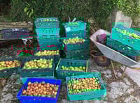 Volunteers needed for bumper apple harvest