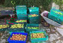 Volunteers needed for bumper apple harvest in Tamar Valley