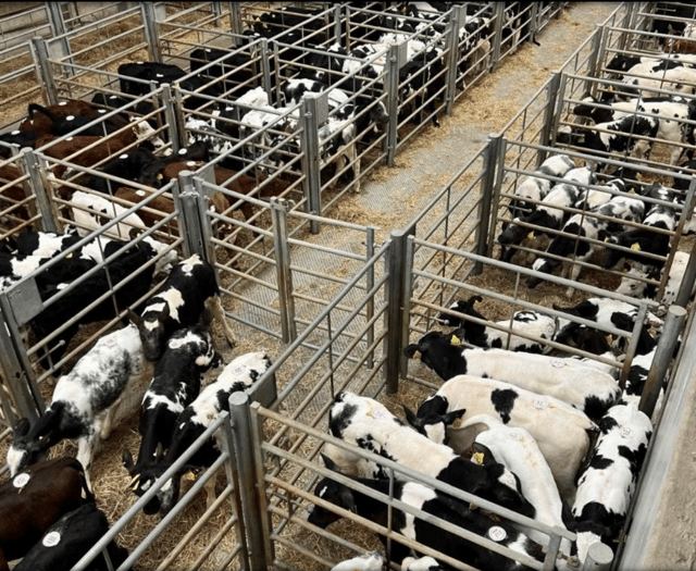 Holsworthy Livestock Market Report: Wednesday, August 27