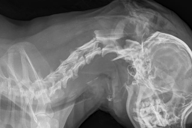 Man who killed pet chihuahua with a head blow given jail time and ban