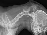 Man who killed pet chihuahua with a head blow given jail time and ban