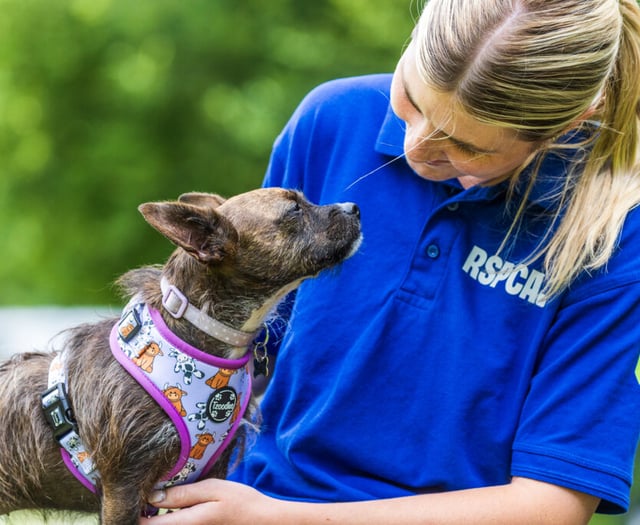 Rising tide of animal neglect pushes charities to breaking point  