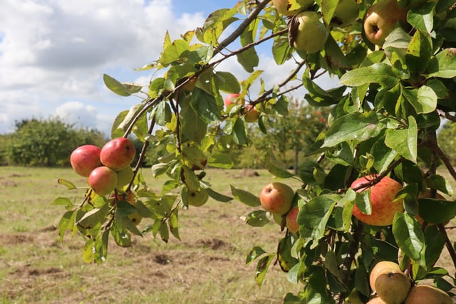Early apple harvest prompts extra weekend at Cotehele Estate