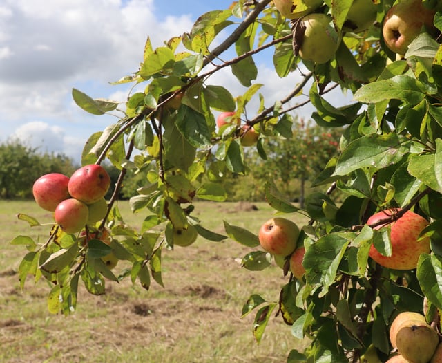 Early apple harvest prompts extra weekend at Cotehele Estate
