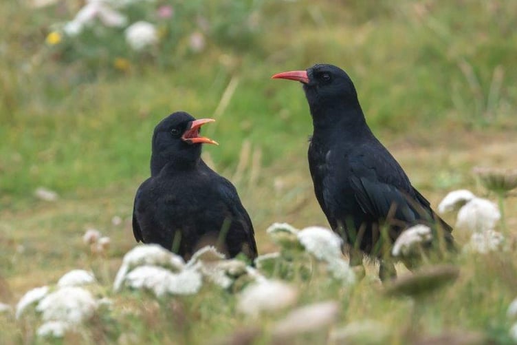 A pair of Cornish Choughs (Picture: Mark James)