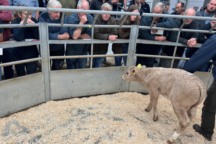 A colossal entry of 520 rearing calves which sold to an improved trade.