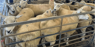 Hallworthy Livestock Market Report: Thursday, September 4