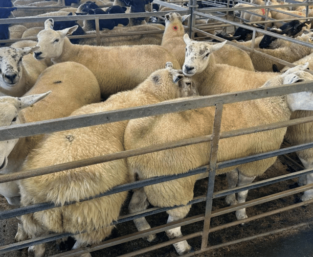 Hallworthy Livestock Market Report: Thursday, September 4
