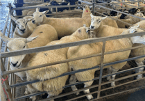 Hallworthy Livestock Market Report: Thursday, September 4