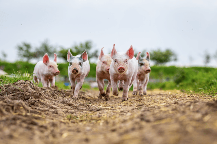 Pigs stock image