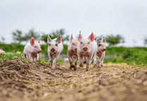 More than half of South West shoppers would pay more for products with higher-welfare