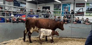 Holsworthy Livestock Market Report: Wednesday, September 10