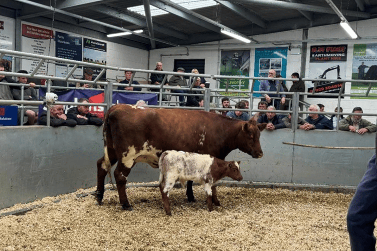 Another strong trade in Holsworthy store market.