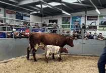 Holsworthy Livestock Market Report: Wednesday, September 10