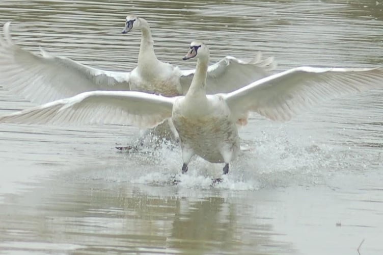 swans