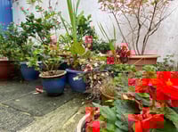 Gardening with Martin Pallett: Challenges of a changing climate