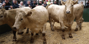 Hallworthy Livestock Market Report: Thursday, September 11