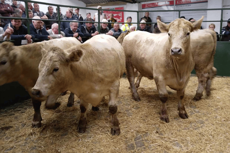 Just shy of 200 Cattle again with a top of £2260.