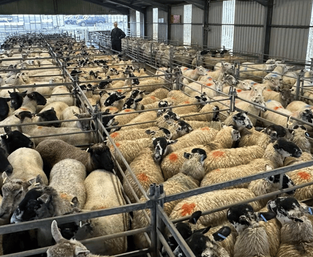 Hallworthy Livestock Market Report: Thursday, September 18