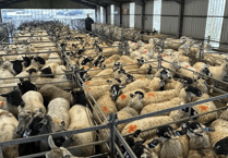 Hallworthy Livestock Market Report: Thursday, September 18