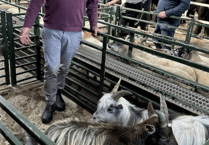 Hallworthy Livestock Market Report: Thursday, September 25