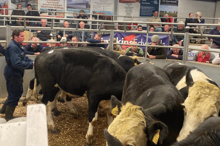 Holsworthy market.