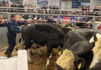 Holsworthy Livestock Market Report: Wednesday, September 26