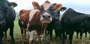 Farming emissions drop across England despite regional disparities