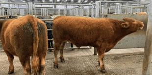 Holsworthy Livestock Market Report: Wednesday, October 1