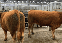 Holsworthy Livestock Market Report: Wednesday, October 1