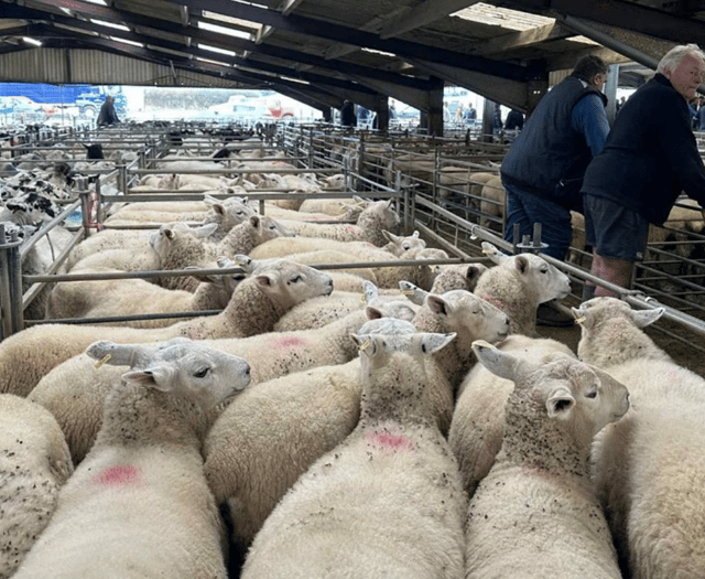 Hallworthy Livestock Market Report: Thursday, October 2